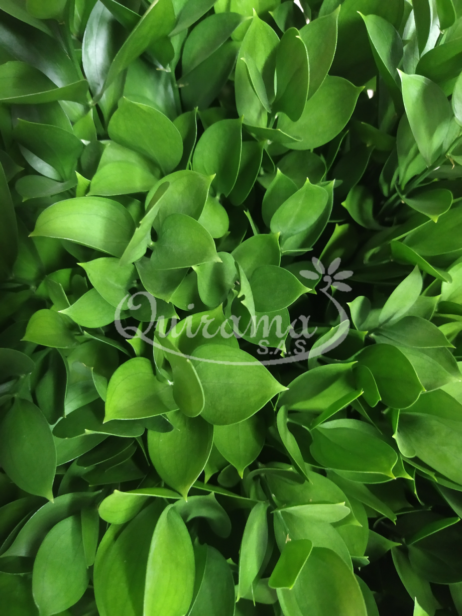 gallery/ruscus primer plano