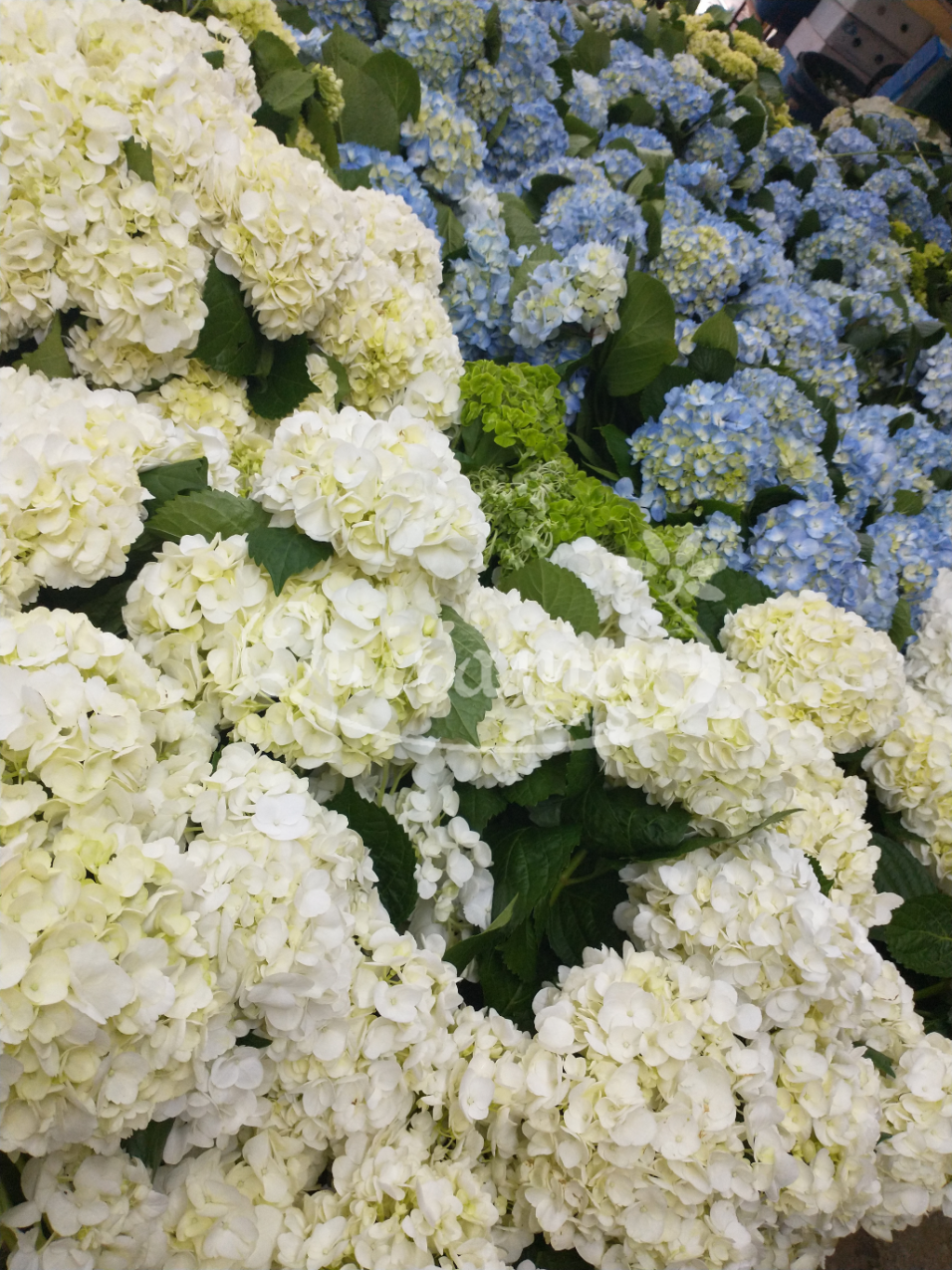 gallery/Hydrangea primer plano